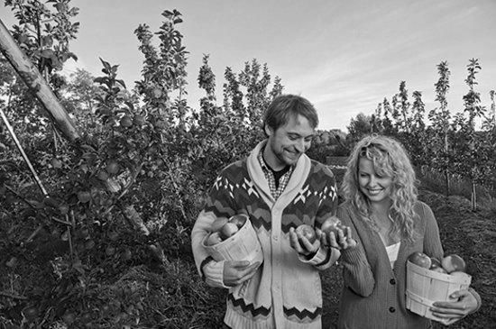 Apple Picking Season in Nova Scotia photo 2