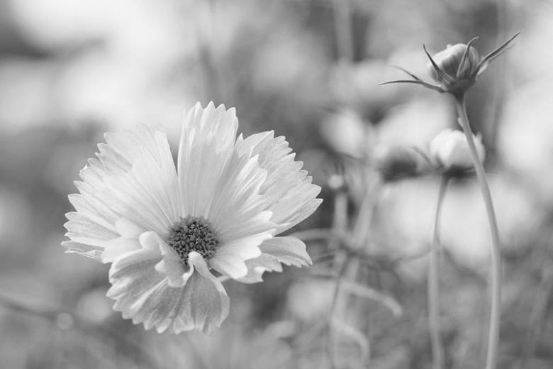 Cosmos Bipinnatus ‘Blush Cupcakes’ photo 2