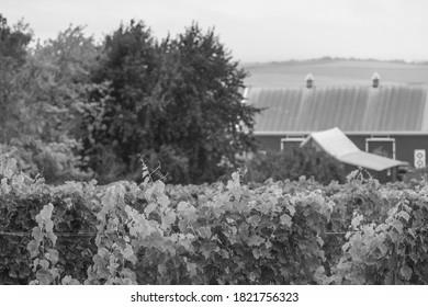 Agritourism in the Annapolis Valley photo 0